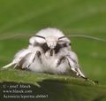 Acronicta_leporina_ab0665