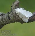 Acronicta_leporina_ab0764