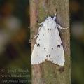 Acronicta_leporina_ae9109