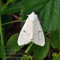 Acronicta_leporina_bd1232