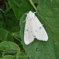 Acronicta_leporina_bd1233