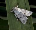 Acronicta_leporina_bk6155