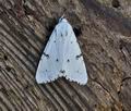 Acronicta_leporina_br9887