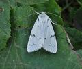 Acronicta_leporina_br9913