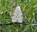 Acronicta_leporina_bt6816