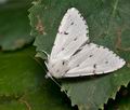 Acronicta_leporina_co4533s