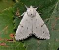 Acronicta_leporina_co4585s