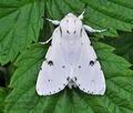 Acronicta_leporina_hz1828