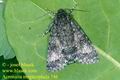 Acronicta_megacephala_746