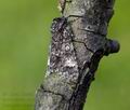 Acronicta_megacephala_ab0779