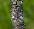 Acronicta_megacephala_ab0788