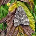 Acronicta_megacephala_bm0963