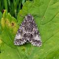 Acronicta_megacephala_bm0970