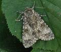 Acronicta_megacephala_bo5809