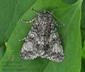 Acronicta_megacephala_bu3166