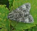 Acronicta_megacephala_hy1463