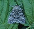 Acronicta_megacephala_hy1948