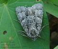 Acronicta_megacephala_hy3751