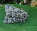 Acronicta_megacephala_hy3755