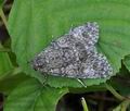 Acronicta_megacephala_hz5813