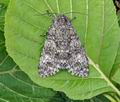 Acronicta_megacephala_hz5816