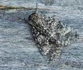 Acronicta_megacephala_hz9341