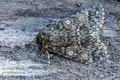 Acronicta_megacephala_hz9343