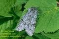 Acronicta_menyanthidis_742