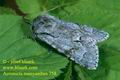 Acronicta_menyanthidis_758