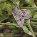 Acronicta_menyanthidis_ah2945