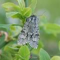 Acronicta_menyanthidis_ah3011