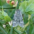 Acronicta_menyanthidis_ah3012