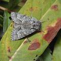 Acronicta_menyanthidis_ai6447