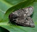 Acronicta_menyanthidis_ch8101s