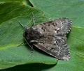 Acronicta_menyanthidis_ch8159s