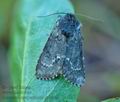 Acronicta_menyanthidis_ch8244s