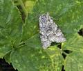 Acronicta_menyanthidis_hz3674