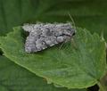 Acronicta_menyanthidis_hz3693