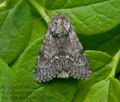 Acronicta_menyanthidis_j6654s