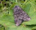 Acronicta_menyanthydis_ab5093