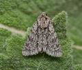 Acronicta_orientalis_ja5293s