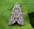 Acronicta_psi_cd7911s