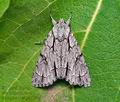 Acronicta_psi_co7584s