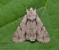 Acronicta_psi_cv9045s