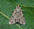 Acronicta_psi_cy8801s