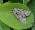 Acronicta_psi_hy0349