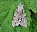 Acronicta_psi_hz2033