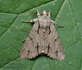 Acronicta_psi_jb9241s