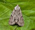 Acronicta_psi_jc9760s