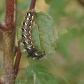 Acronicta_rumicis_ag2739